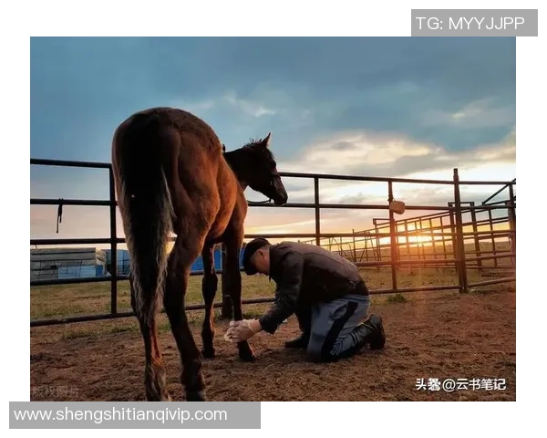 在光亮看见我国马术的光亮未来
